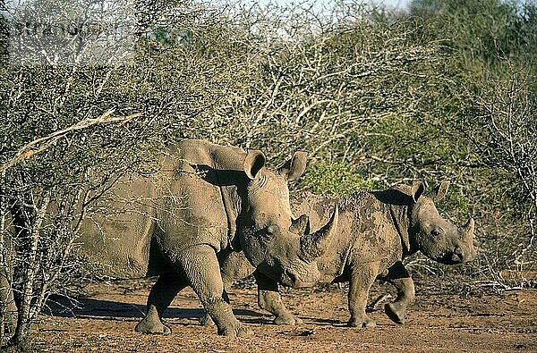 Breitmaulnashorn (Ceratotherium simum)  Südafrika