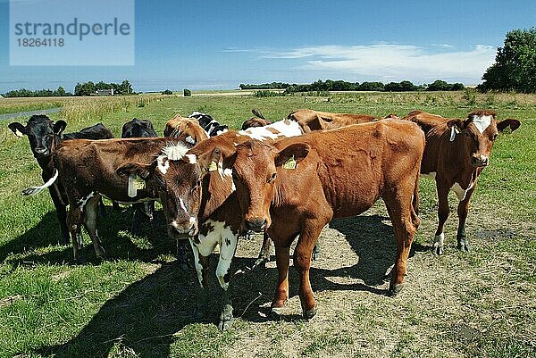 Dänisches Rotvieh  auch bekannt als Rotes Dänisches Rind oder Rote Dogge  ist eine wichtige Milchviehrasse in Nordeuropa  Bornholm  Dänemark  Europa
