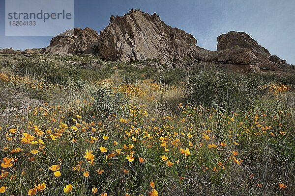 Mexikanischer Mohn  Eschscholzia californica  Organ Pipe Cactus National Monument  Arizona