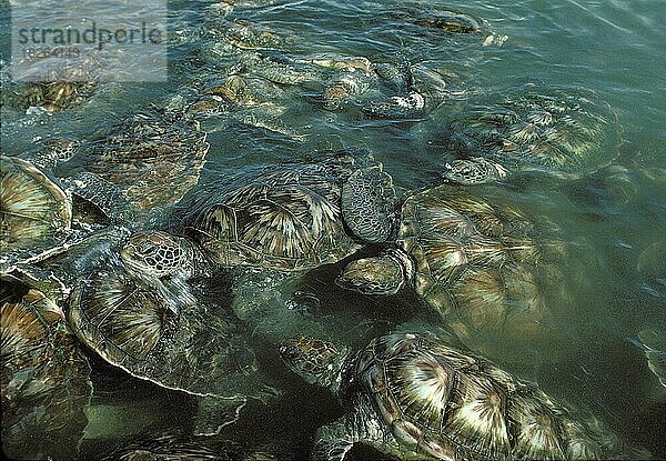 Grüne Meeresschildkröten  Grand Cayman Island  Costa Rica  Mittelamerika