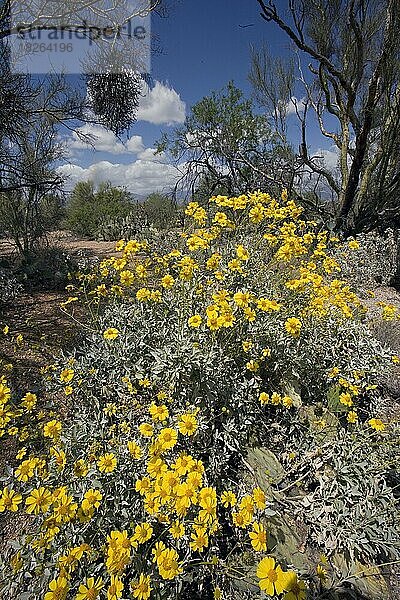 Sprödbusch  Mülleramazone (farinosa)  Saguaro Park East  Arizona  USA  Nordamerika