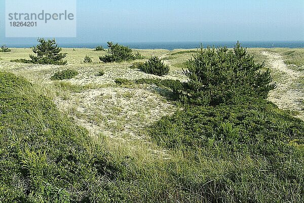 Pflanzen und Bäume an der Küste  die die Dünen verankern  Nantucket Island  MA  USA  Nordamerika
