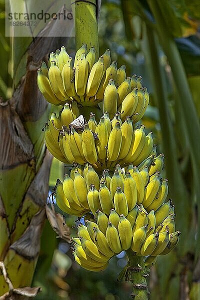 Banane (Musa) ist der gebräuchliche Name für krautige Pflanzen der Gattung und für die Früchte  die sie produzieren