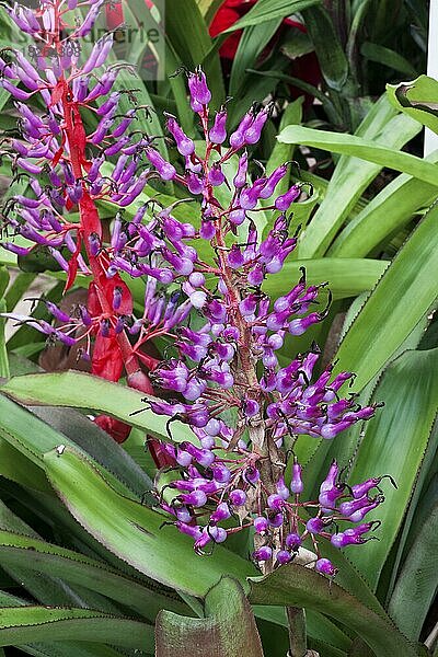 Die Bromeliengewächse (Bromeliaceae) sind eine Familie einkeimblütiger Pflanzen mit etwa 3 170 Arten  die hauptsächlich in den tropischen Amerikas beheimatet sind  mit einigen Arten in den amerikanischen Subtropen und einer Art im tropischen Westafrika  Pitcairnia feliciana