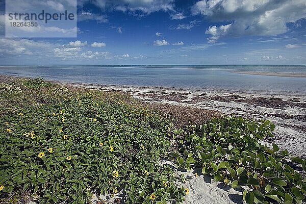 Gurkenblättrige Sonnenblume  Helianthus debilis  Florida Beach  Key Biscayne  USA  Nordamerika