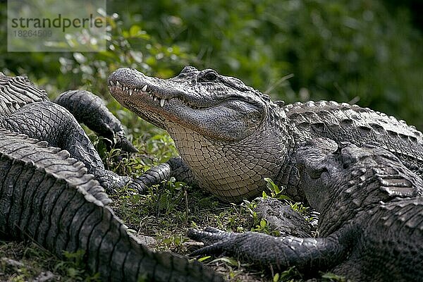 Der amerikanische Alligator (Alligator mississippiensis) (umgangssprachlich einfach Alligator genannt)