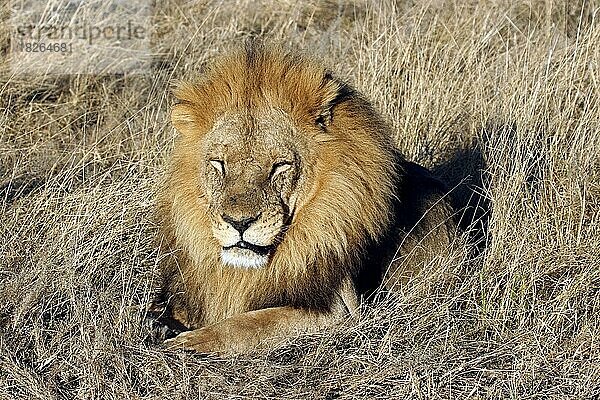 Männlicher Löwe (Panthera leo) beim Ausruhen in der Savanne  Moremi-Wildreservat  Botsuana  Südliches Afrika