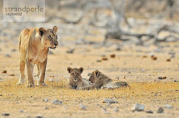 Afrikanische Löwin (Panthera leo) mit Jungtieren  Etosha-Nationalpark  Namibia  Afrika