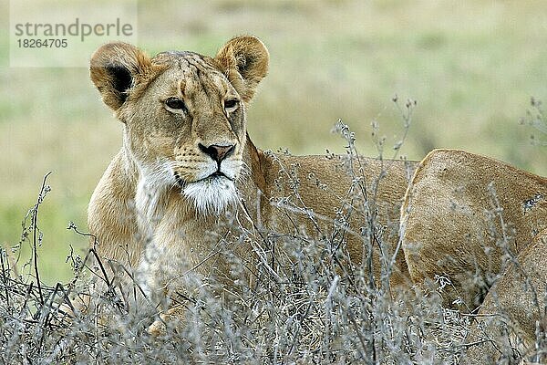 Löwin (Panthera leo) beim Ausruhen in der Savanne  Ngorongoro-Krater  Tansania  Ostafrika  Afrika