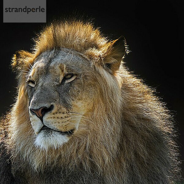 Nahaufnahme eines männlichen afrikanischen Löwe (Panthera leo) mit langer Mähne im Gegenlicht vor dunklem  schwarzem Hintergrund