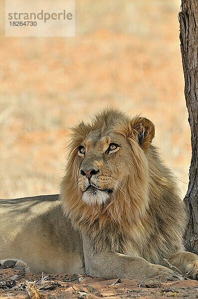 Männlicher afrikanischer Löwe (Panthera leo) beim Ausruhen im Schatten eines Baumes in der Kalahari-Wüste  Kgalagadi Transfrontier Park  Südafrika