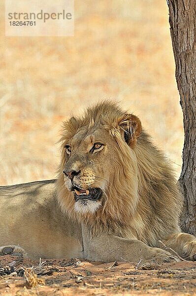 Männlicher afrikanischer Löwe (Panthera leo) beim Ausruhen im Schatten eines Baumes in der Kalahari-Wüste  Kgalagadi Transfrontier Park  Südafrika