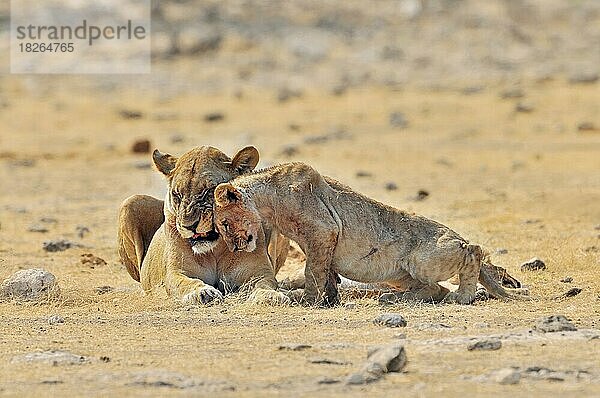 Afrikanische Löwin (Panthera leo) mit Jungtier  das sich die Köpfe reibt  Etosha-Nationalpark  Namibia  Afrika