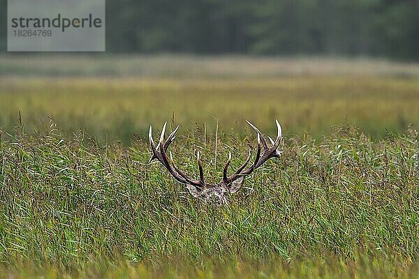 Rothirsch (Cervus elaphus)  versteckt im Schilfgras während der Brunftzeit im Herbst