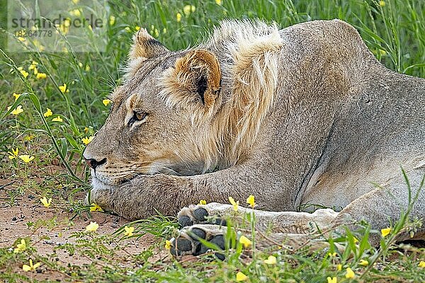 Junger männlicher afrikanischer Löwe (Panthera leo) beim Ausruhen in der Kalahari-Wüste  Kgalagadi Transfrontier Park  Nordkap-Provinz  Südafrika