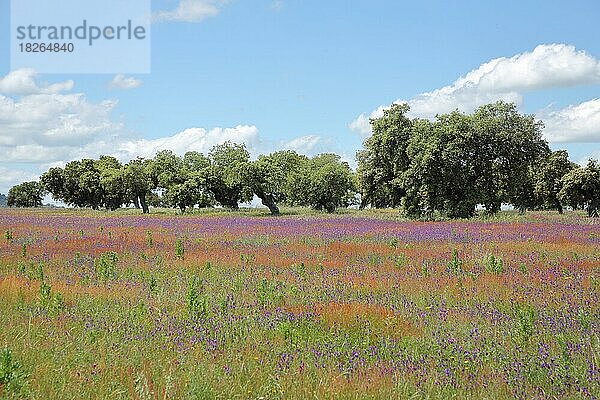 Dehasa mit Blumenwiese bei Oliva de Plasencia  Extremadura  Spanien  Europa