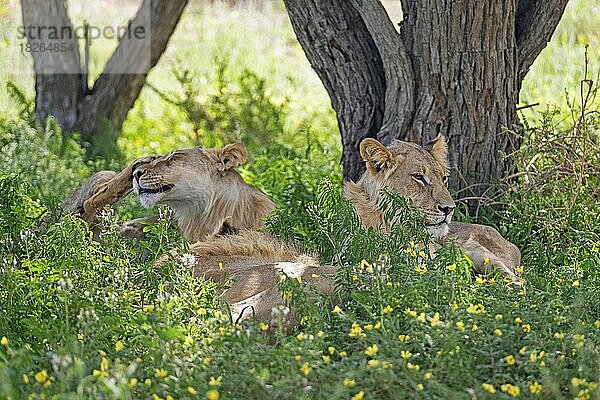 Drei junge männliche afrikanische Löwen (Panthera leo) beim Ausruhen in der Kalahari-Wüste  Kgalagadi Transfrontier Park  Nordkap-Provinz  Südafrika