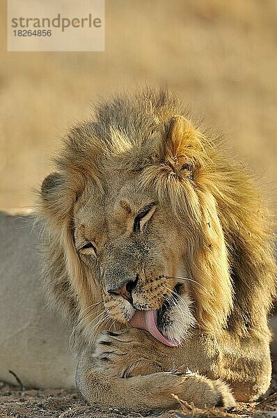 Männlicher afrikanischer Löwe (Panthera leo) leckt sich die Vorderpfoten  Kalahari-Wüste  Kgalagadi Transfrontier Park  Südafrika