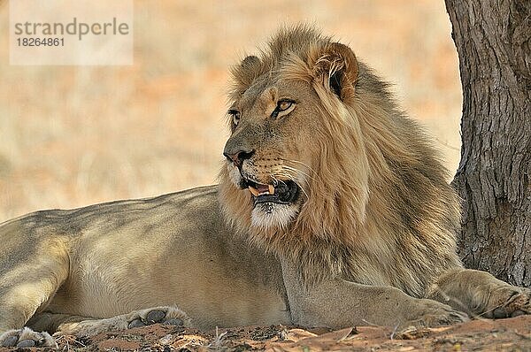 Männlicher afrikanischer Löwe (Panthera leo) beim Ausruhen im Schatten eines Baumes in der Kalahari-Wüste  Kgalagadi Transfrontier Park  Südafrika