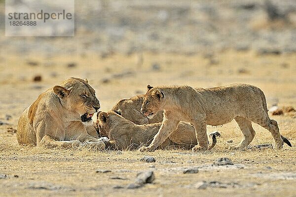 Afrikanische Löwin (Panthera leo) mit Jungtieren  Etosha-Nationalpark  Namibia  Afrika