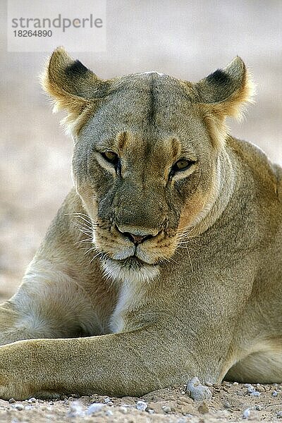 Nahaufnahme einer Löwin (Panthera leo) beim Ausruhen in der Kalahari-Wüste  Kgalagadi Tranfrontier Park  Südafrika