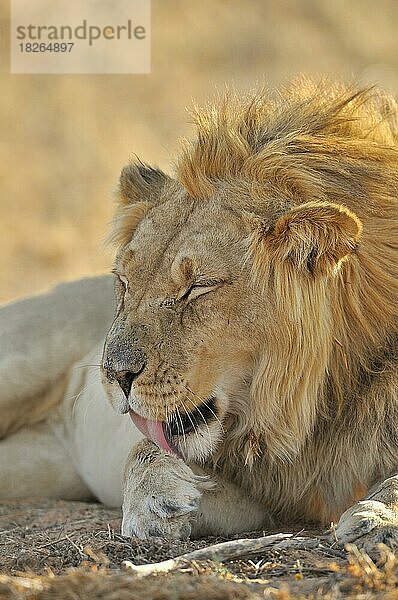 Männlicher afrikanischer Löwe (Panthera leo) leckt sich die Vorderpfoten  Kalahari-Wüste  Kgalagadi Transfrontier Park  Südafrika