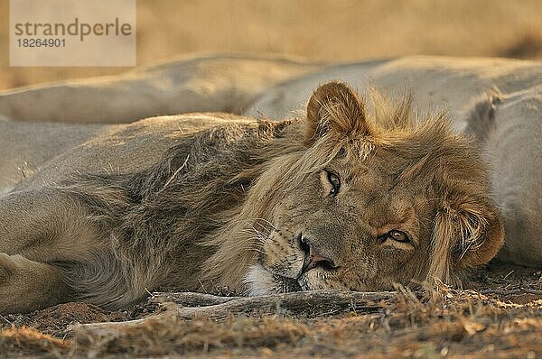 Zwei männliche afrikanische Löwen (Panthera leo) schlafen in der Kalahari-Wüste  Kgalagadi Transfrontier Park  Südafrika