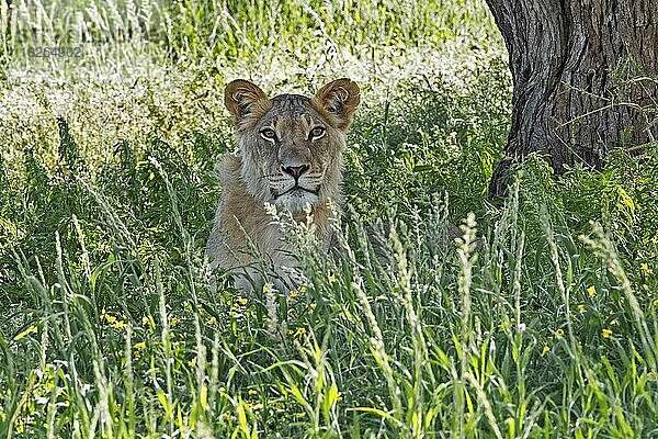 Junger männlicher afrikanischer Löwe (Panthera leo) beim Ausruhen in der Kalahari-Wüste  Kgalagadi Transfrontier Park  Nordkap-Provinz  Südafrika