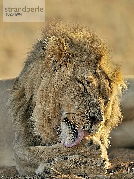 Männlicher afrikanischer Löwe (Panthera leo) leckt sich die Vorderpfoten  Kalahari-Wüste  Kgalagadi Transfrontier Park  Südafrika