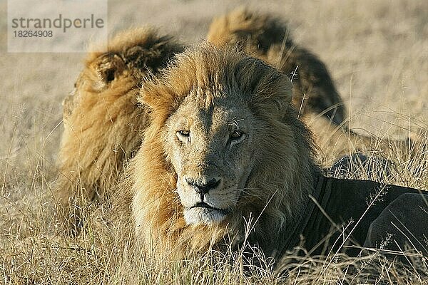 Drei männliche Löwen (Panthera leo) beim Ausruhen in der Savanne  Moremi-Wildreservat  Botsuana  südliches Afrika