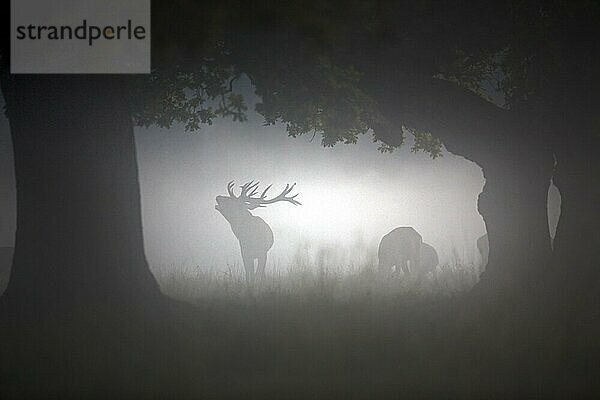 Silhouetten von Rothirsch (Cervus elaphus) mit Hirschkühen im Wald im Morgennebel während der Brunft im Herbst