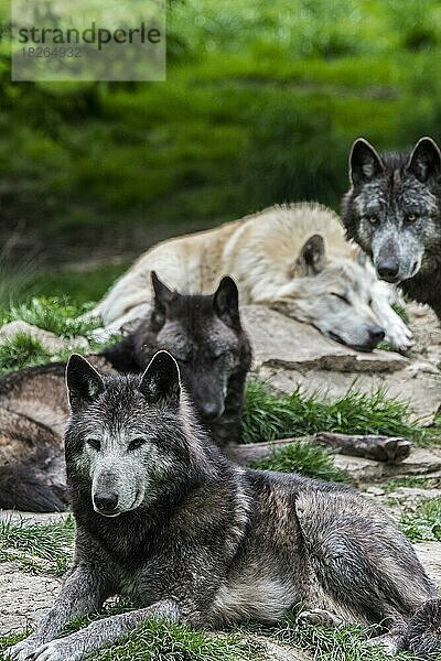 Ein Rudel schwarz-weißer Wölfe aus dem Nordwesten  der Mackenzie-Wolf (Canis lupus occidentalis)  kanadische Wölfe und Wölfe aus Alaska ruhen im Wald