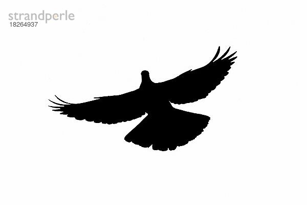 Silhouette einer Waldtaube (Columba palumbus) im Flug  umrissen auf weißem Hintergrund  um die Form von Flügeln  Kopf und Schwanz zu zeigen