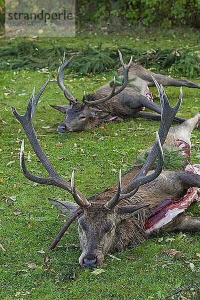 Geschossene Rothirsch (Cervus elaphus)  die von Jägern nach der Jagd während der Jagdsaison im Herbst ausgenommen wurden