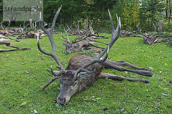 Geschossene Rothirsch (Cervus elaphus)  die von Jägern nach der Jagd während der Jagdsaison im Herbst ausgenommen wurden