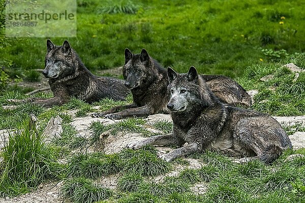 Drei schwarze Wölfe aus dem Nordwesten  der Mackenzie-Wolf (Canis lupus occidentalis)  der Alaska-Waldwolf und der kanadische Waldwolf ruhen auf einer Wiese