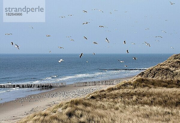 Möwen (Laridae) im Flug über dem Strand und den Dünen  Provinz Zeeland  die Niederlande