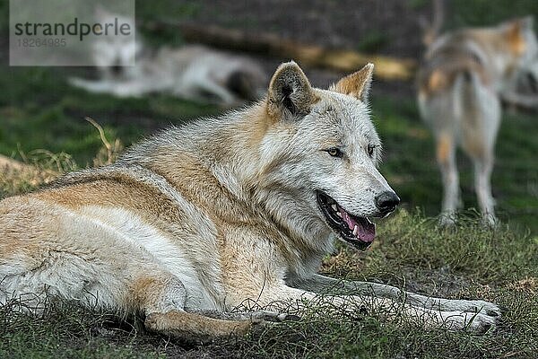 Nordwestliche Wölfe  Mackenzie-Wolf (Canis lupus occidentalis) ruhend im Wald  heimisch im westlichen Nordamerika  Kanada und Alaska