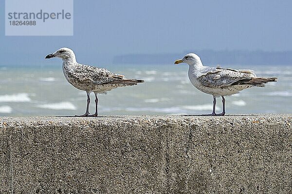 Ausgewachsene Heringsmöwen (Larus argentatus) im zweiten und dritten Sommergefieder auf dem Deich an der Nordseeküste