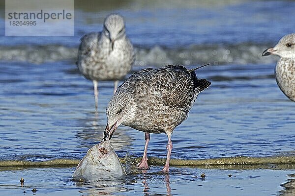 Silbermöwe (Larus argentatus)  Jungtier  pickt an einer toten Scholle (Pleuronectes platessa)  die an den Strand gespült wurde