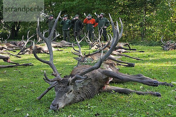 Geschossene Rothirsch (Cervus elaphus)  die von Jägern nach der Jagd während der Jagdsaison im Herbst ausgenommen wurden