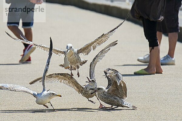 Junge Silbermöwen (Larus argentatus) streiten sich um Abfälle  die von Touristen in einem Badeort übrig geblieben sind