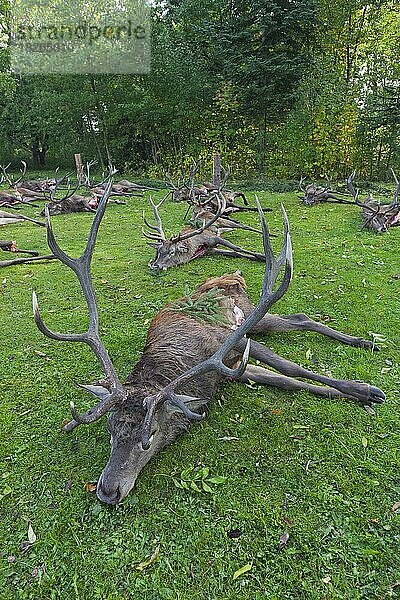 Geschossene Rothirsch (Cervus elaphus)  die von Jägern nach der Jagd während der Jagdsaison im Herbst ausgenommen wurden