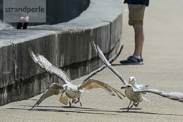 Junge Silbermöwen (Larus argentatus) streiten sich um Abfälle  die von Touristen in einem Badeort übrig geblieben sind