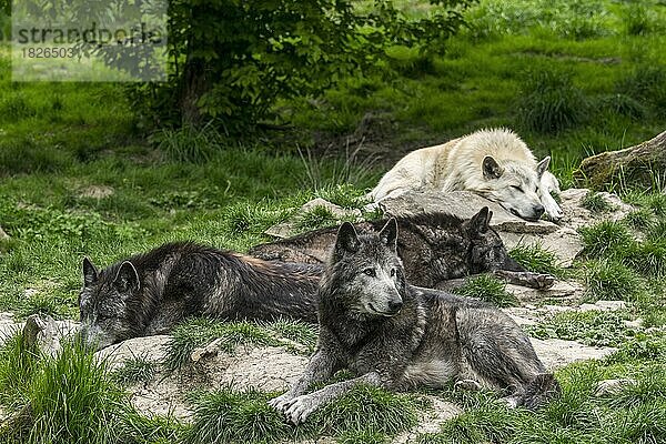 Ein Rudel schwarz-weißer Wölfe aus dem Nordwesten  der Mackenzie-Wolf (Canis lupus occidentalis)  kanadische Wölfe und Wölfe aus Alaska ruhen im Wald