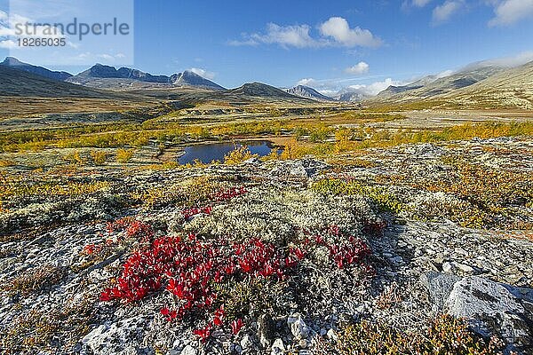 Rote Blätter der Alpenbärentraube (Arctous alpina) auf der Tundra im Herbst im Døråldalen  Rondane-Nationalpark  Innlandet  Oppland  Norwegen  Europa