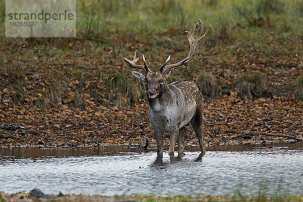 Gefechtsnarben eines Damhirsch (Dama dama) mit gebrochenem Geweih  der während der Brunft im Herbst im Wasser eines Waldteichs steht