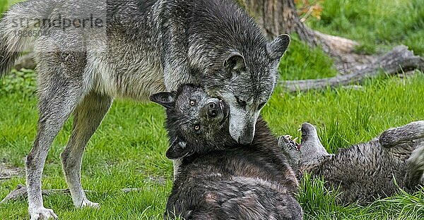 Drei schwarze Wölfe aus dem Nordwesten  Mackenzie-Wolf (Canis lupus occidentalis)  Alaska  kanadischer Timberwolf zwei zeigen unterwürfiges Verhalten