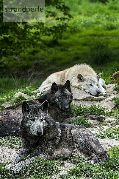 Ein Rudel schwarz-weißer Wölfe aus dem Nordwesten  der Mackenzie-Wolf (Canis lupus occidentalis)  kanadische Wölfe und Wölfe aus Alaska ruhen im Wald