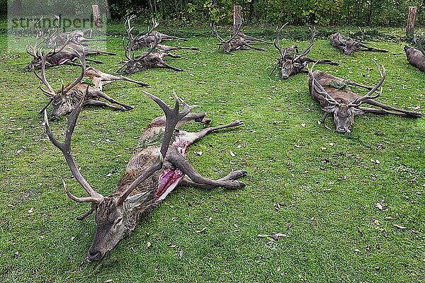 Geschossene Rothirsch (Cervus elaphus)  die von Jägern nach der Jagd während der Jagdsaison im Herbst ausgenommen wurden